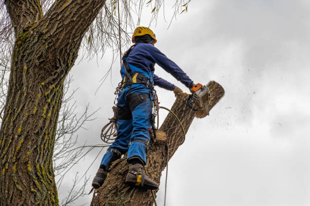 Best Leaf Removal  in Applewood, CO