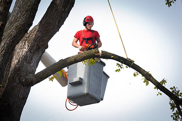 Best Tree Removal  in Applewood, CO