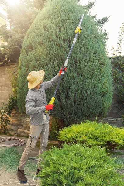 Best Lawn Edging  in Applewood, CO